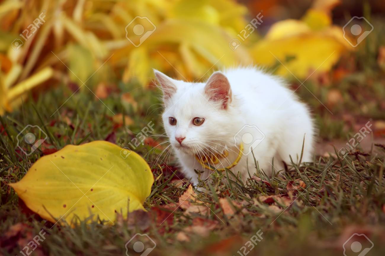 秋の庭に白いふわふわ猫 の写真素材 画像素材 Image 秋の庭に白いふわふわ猫 の写真素材 画像素材 Image