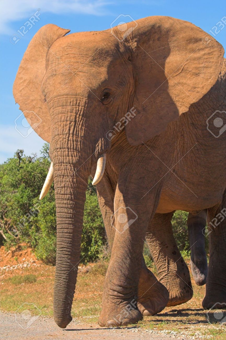 how big is a elephants penis xxx small pussy