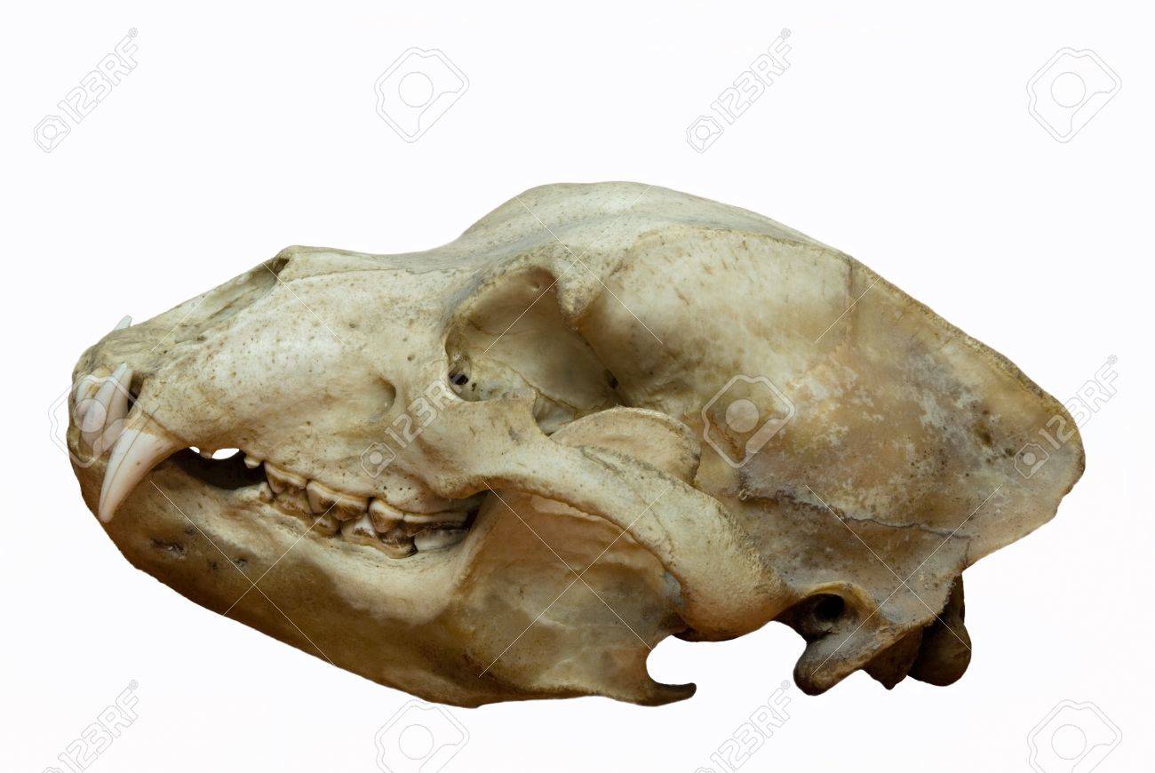白い背景にプロファイルで熊の頭蓋骨 の写真素材 画像素材 Image