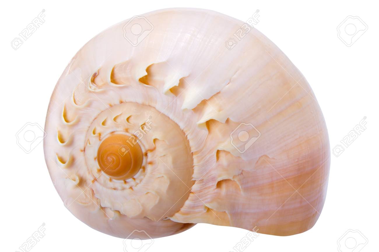 ツブ貝の渦巻き状の貝殻白で隔離の写真素材・画像素材 Image 17951883