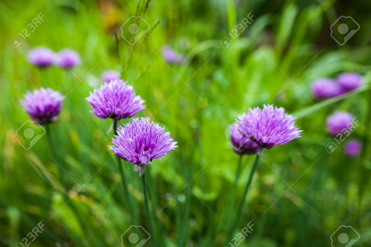 緑の草の背景にニラの紫色の花 ネギ相互花クローズ アップ 背景をぼかし の写真素材 画像素材 Image