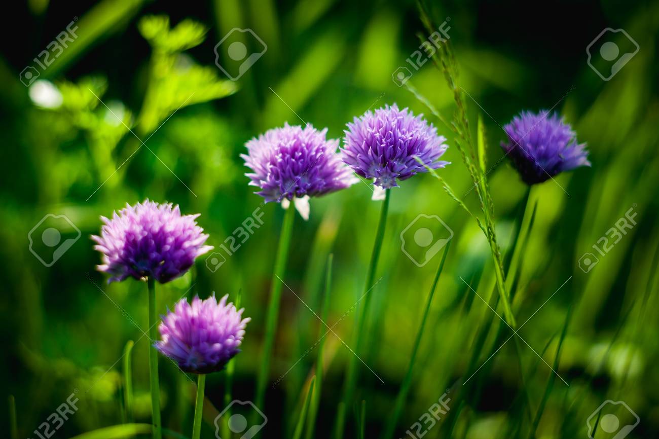 緑の草の背景にニラの紫色の花 ネギ相互花クローズ アップ 背景をぼかし の写真素材 画像素材 Image