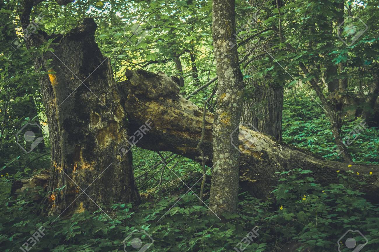 倒木は苔で覆われています の写真素材 画像素材 Image