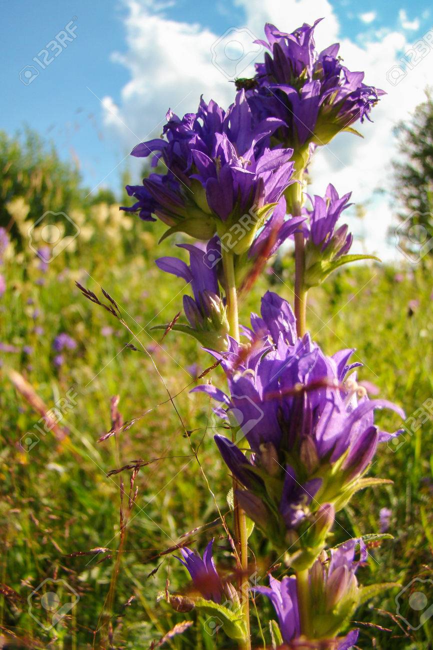 紫や濃い青花 小さなベルに形が似て ハーブ の写真素材 画像素材 Image