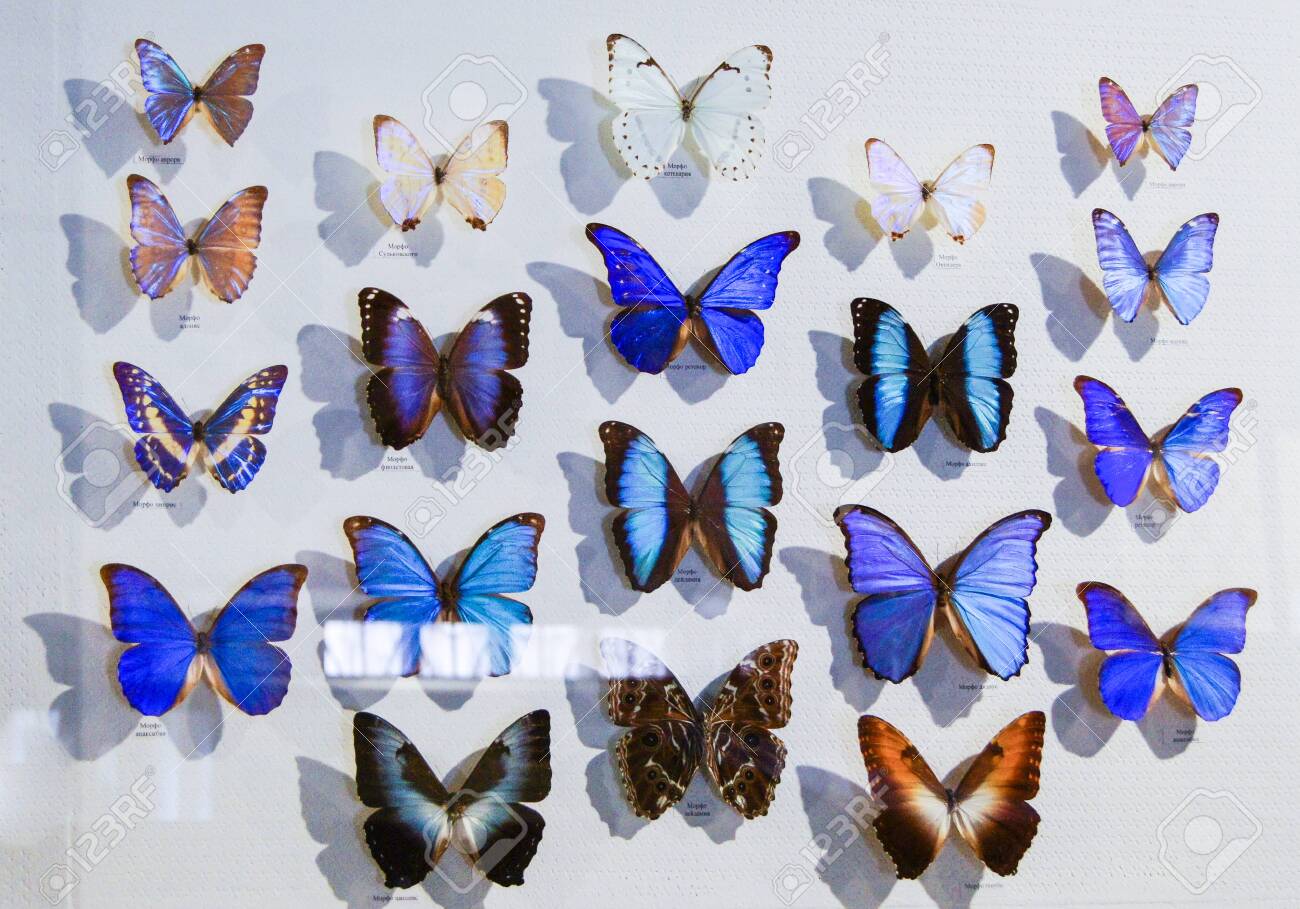 Large Collection Of Butterflies. Collections Of Butterflies From Around The  World. Stock Photo, Picture and Royalty Free Image. Image 58987746., image size:1300x909