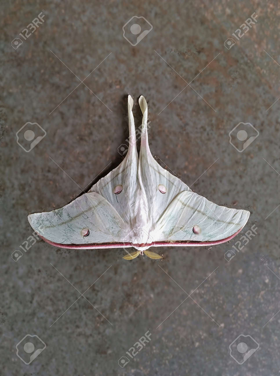 etiam-dictum-ipsum-a-felis