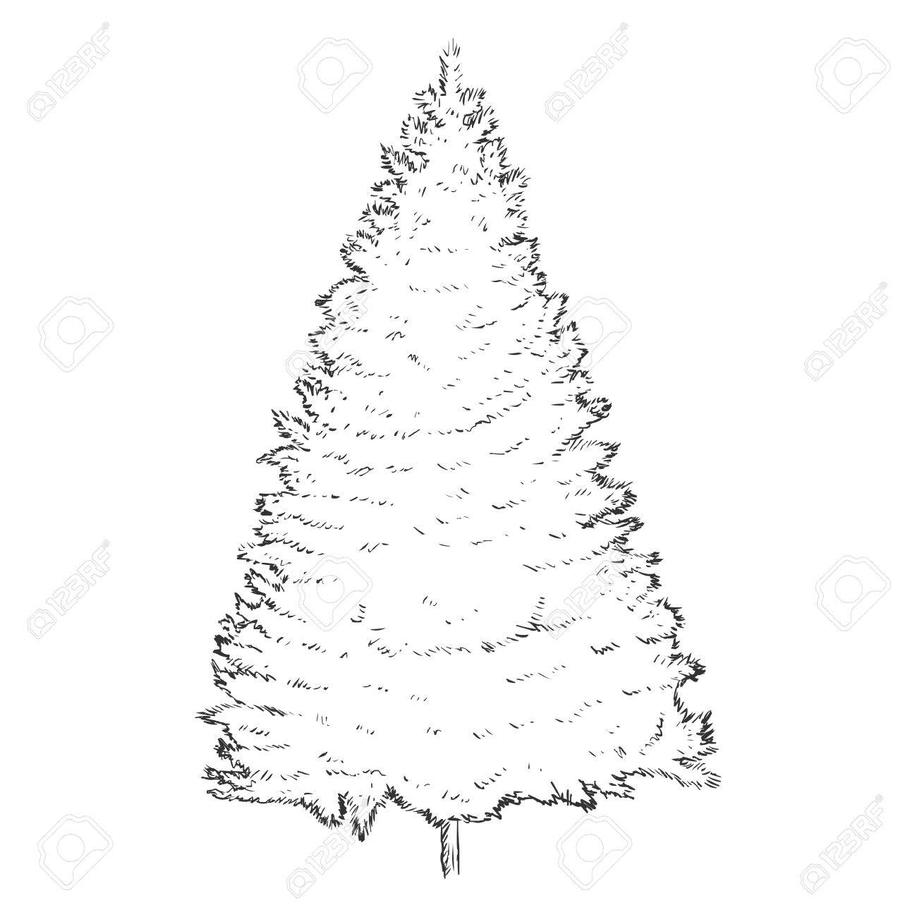 Vector Single Sketch Pine Tree