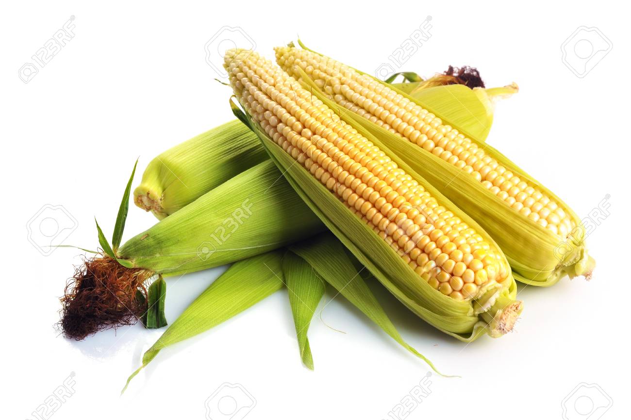 トウモロコシのある静物 トウモロコシのある静物 | 絵画市場 | 絵画の