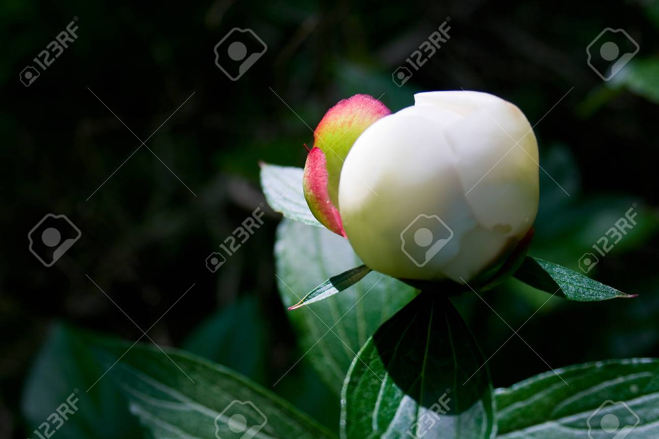 1 つの花びらにピンク色の少しと春の白牡丹の花のつぼみ の写真素材 画像素材 Image 1 つの花びらにピンク色の少しと春の白牡丹の花のつぼみ の写真素材 画像素材 Image