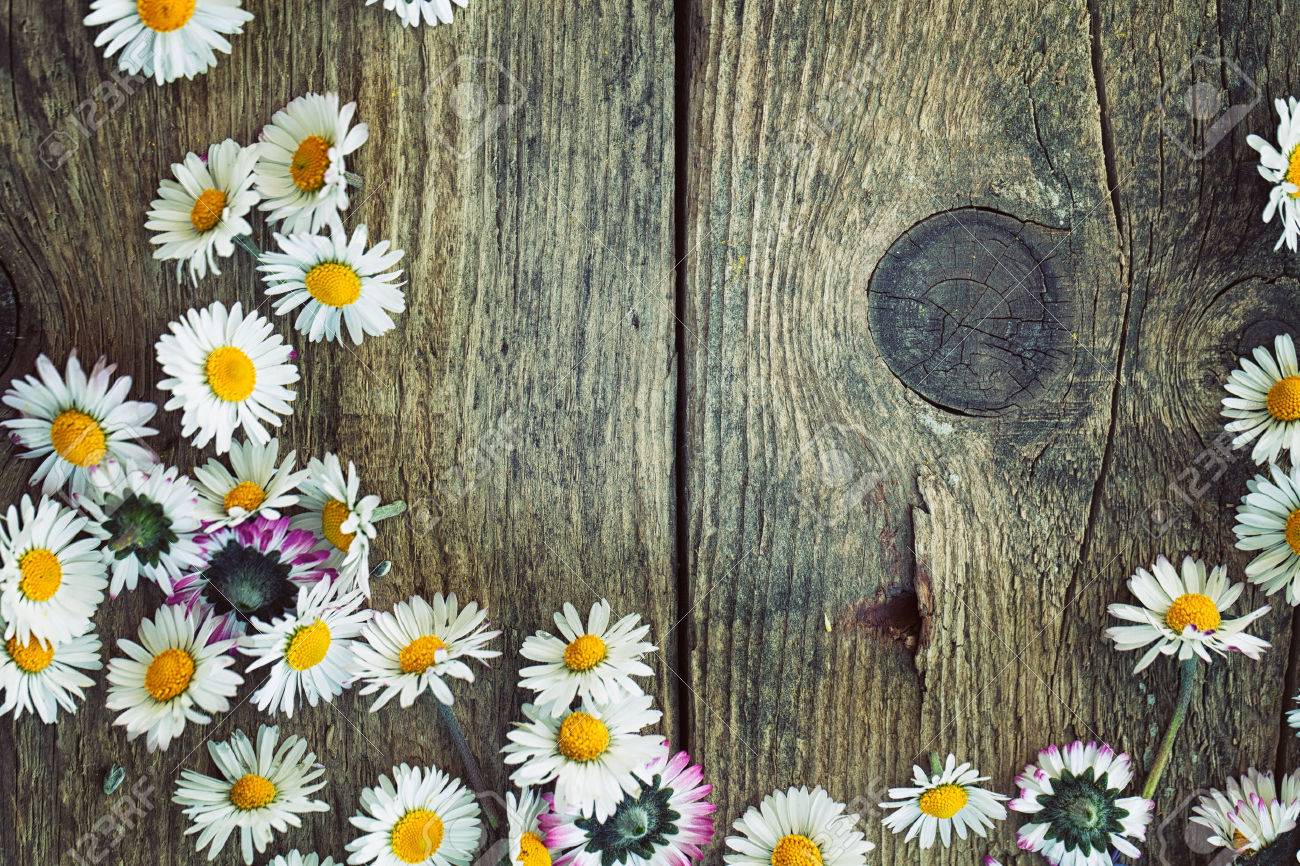 Spring Background. Fresh Daisies On Wood. Nature Background With Copy Space  Stock Photo, Picture and Royalty Free Image. Image 42140240., image size:1300x866