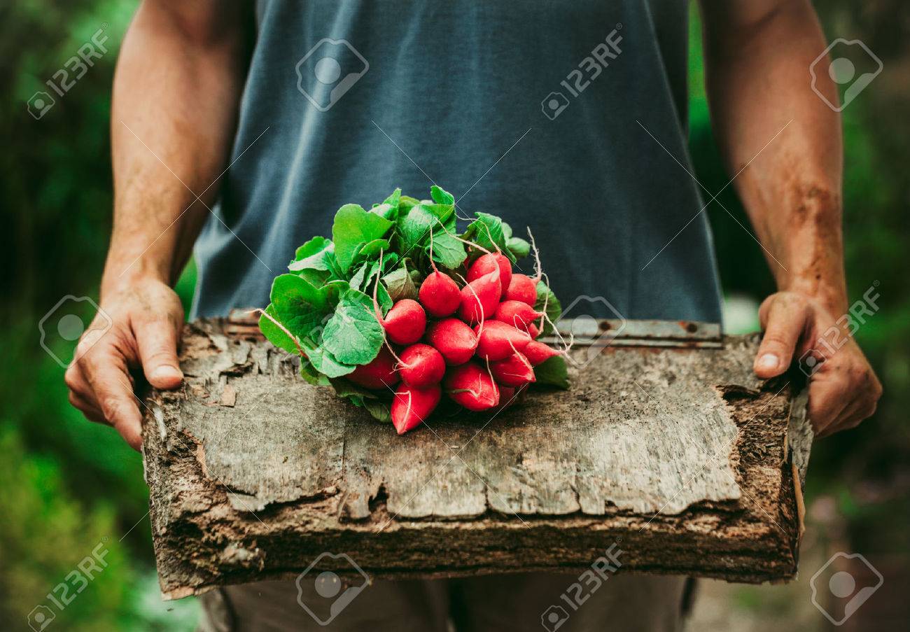 Organic vegetables. Farmers hands with freshly harvested vegetables. Horse radish - 42140247 Organic vegetables. Farmers hands with freshly harvested vegetables. Horse radish - 42140247