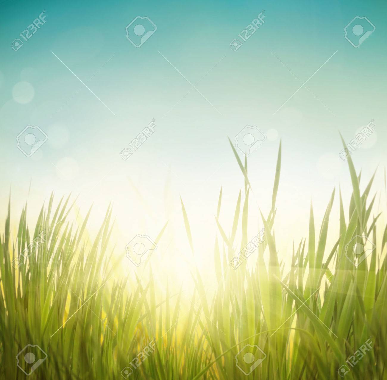 Spring grass. Blur background. Summer nature. Bokeh blurred background. - 42140250 Spring grass. Blur background. Summer nature. Bokeh blurred background. - 42140250