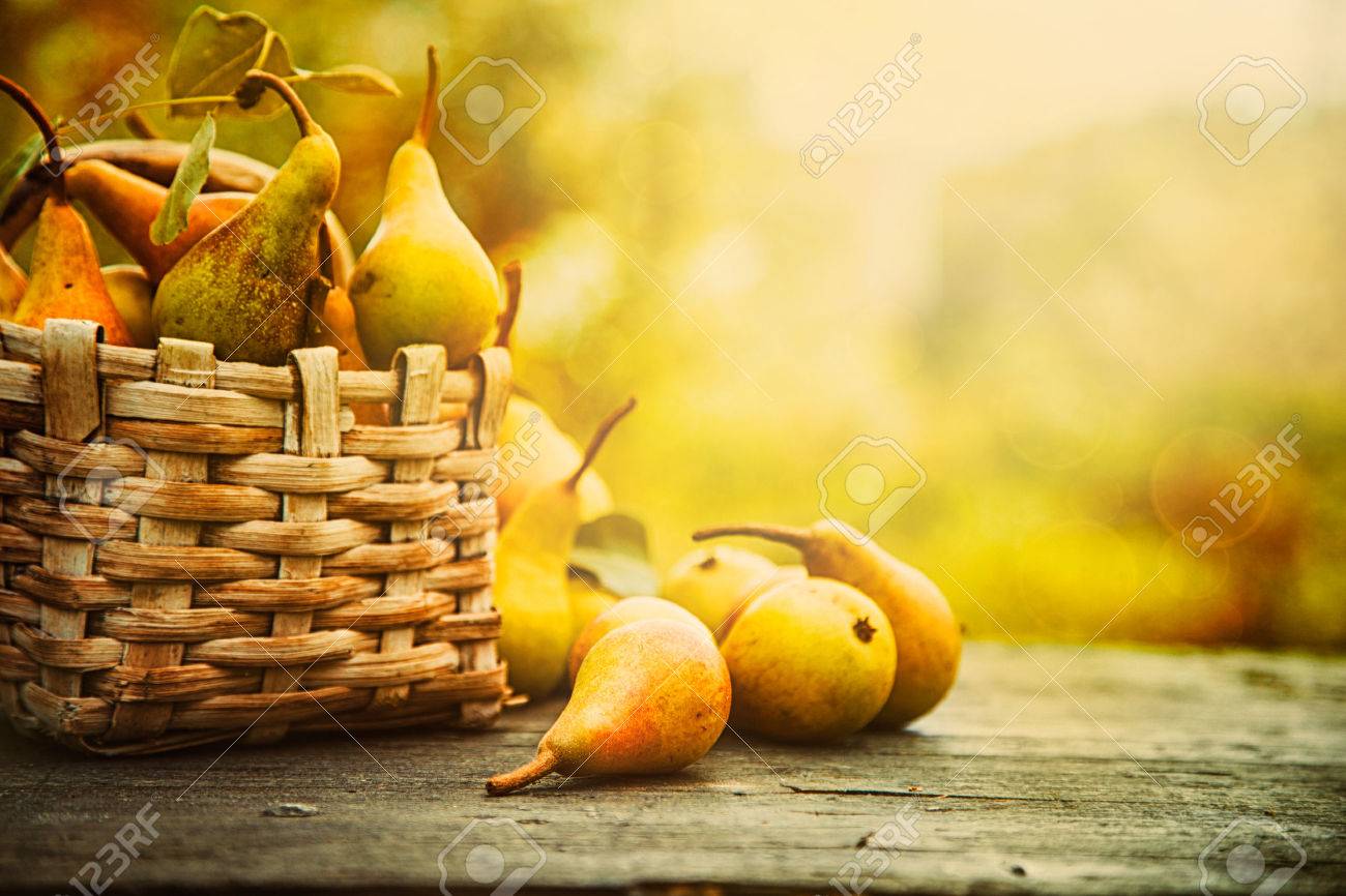 Autumn nature concept. Fall pears on wood. Thanksgiving dinner - 44697790 Autumn nature concept. Fall pears on wood. Thanksgiving dinner - 44697790