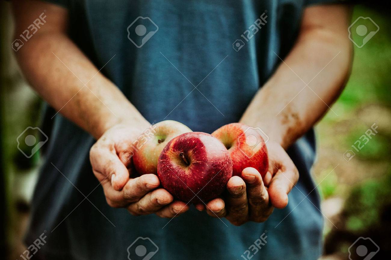 Organic fruit and vegetables. Farmers hands with freshly harvested apples. - 44891101 Organic fruit and vegetables. Farmers hands with freshly harvested apples. - 44891101