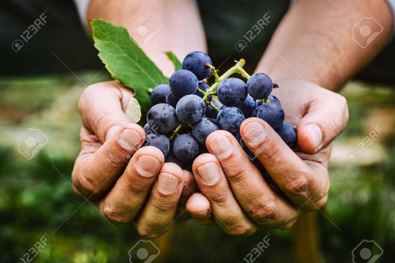 Grapes harvest. Farmers hands with freshly harvested black grapes. - 47308360 Grapes harvest. Farmers hands with freshly harvested black grapes. - 47308360