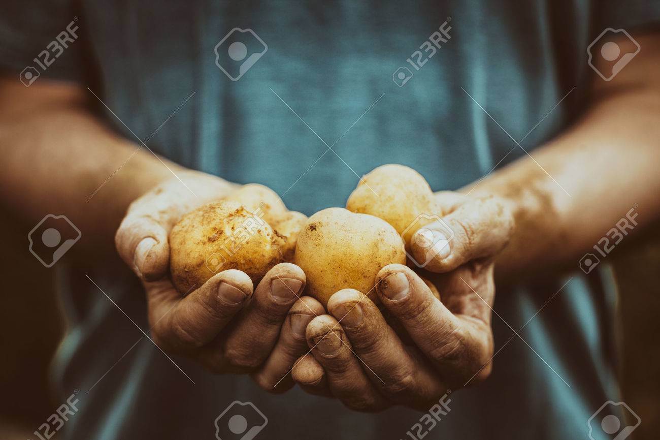Organic vegetables. Farmers hands with freshly harvested vegetables. Fresh bio potatoes - 55213165 Organic vegetables. Farmers hands with freshly harvested vegetables. Fresh bio potatoes - 55213165