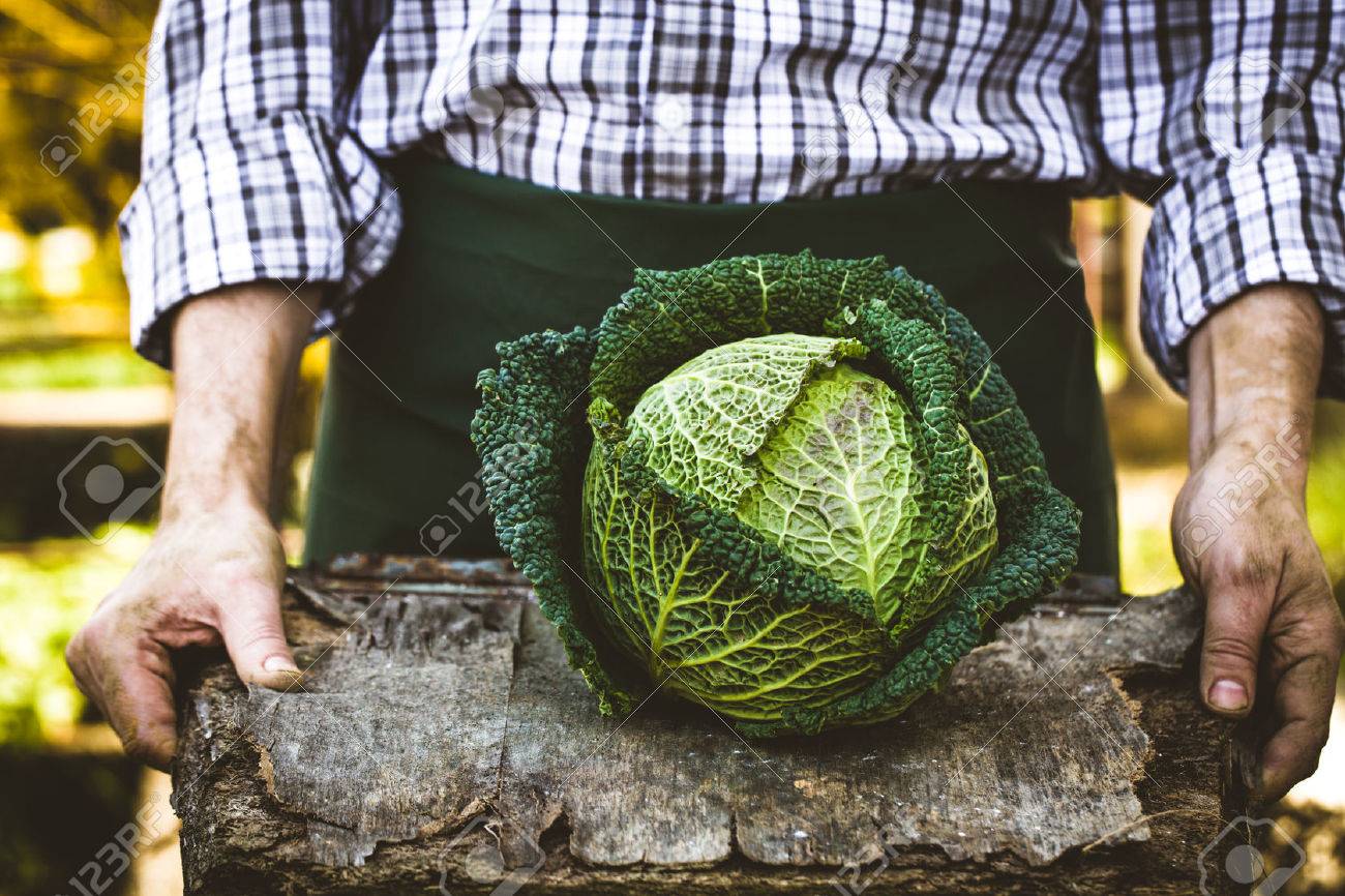 Organic vegetables. Farmers hands with freshly harvested vegetables. Fresh organic kale - 72883304 Organic vegetables. Farmers hands with freshly harvested vegetables. Fresh organic kale - 72883304