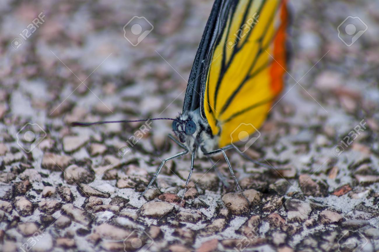 etiam-dictum-ipsum-a-felis