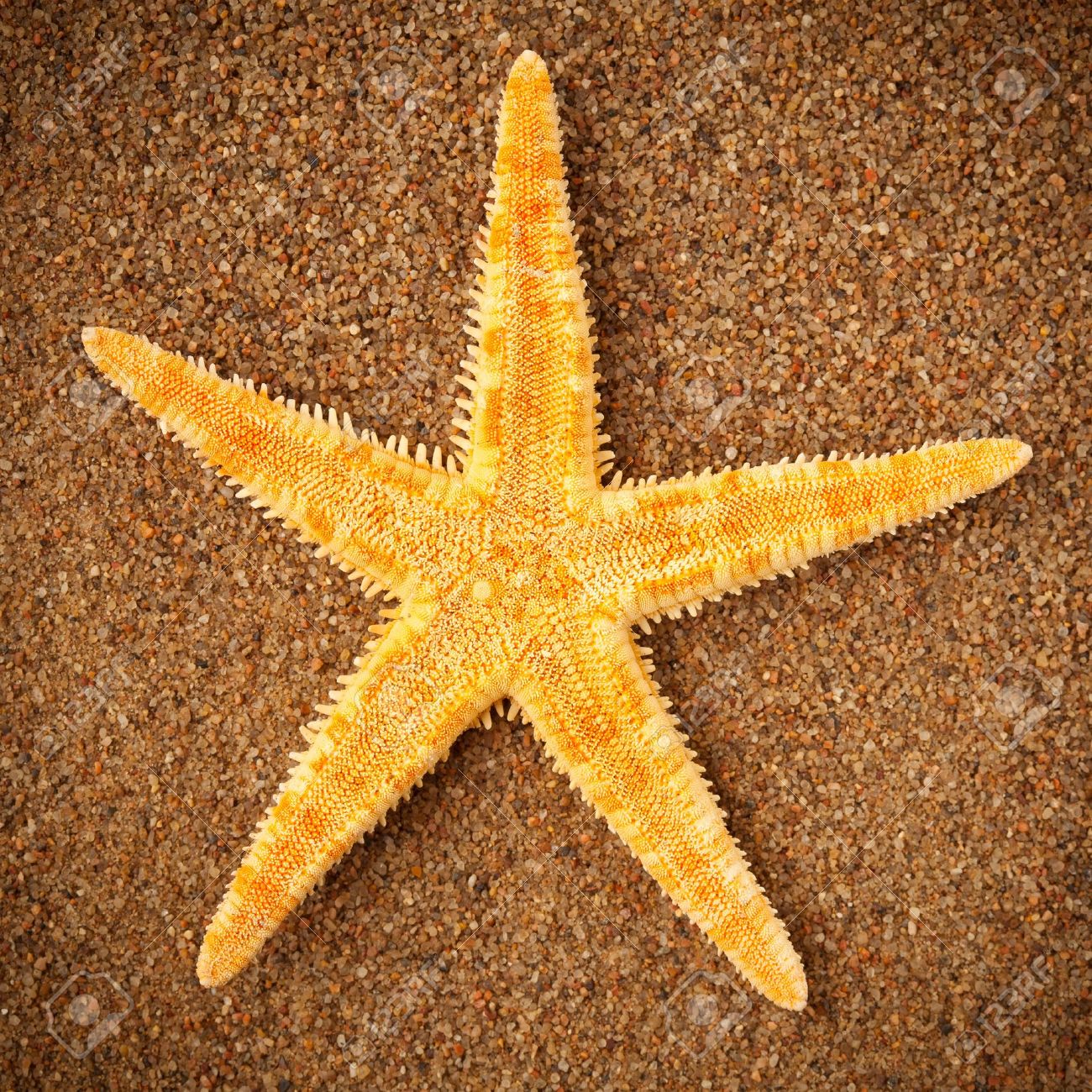 starfish or sea star