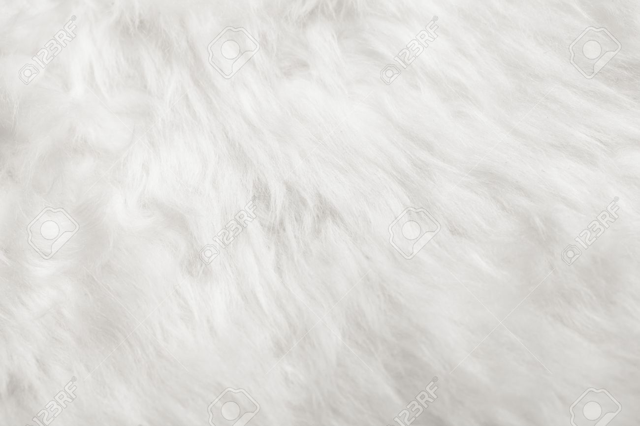 白い毛皮の背景 の写真素材 画像素材 Image