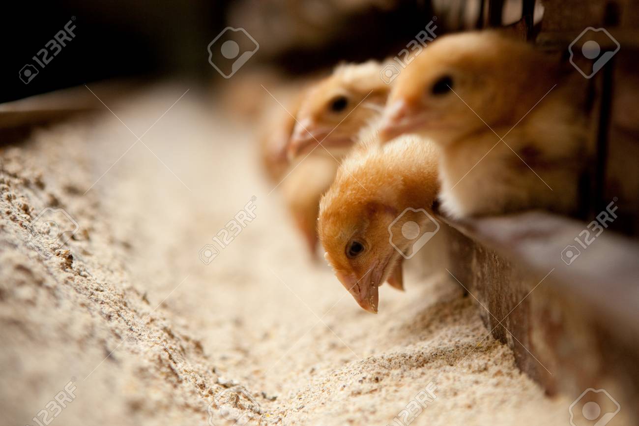 chicks feed on the farm - 93956582 chicks feed on the farm - 93956582