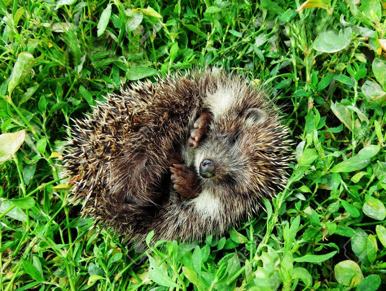 Igel Schlafen Auf Grunem Gras Im Garten Lizenzfreie Fotos Bilder Und Stock Fotografie Image 19586765