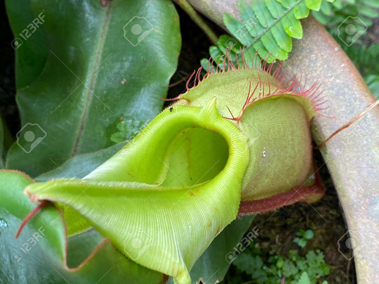 etiam-dictum-ipsum-a-felis