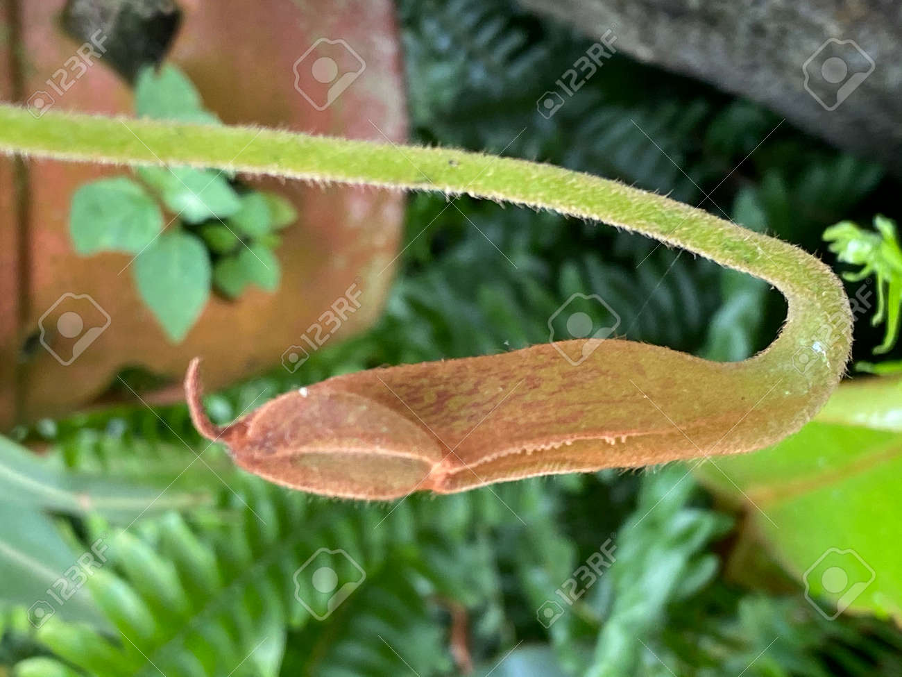 etiam-dictum-ipsum-a-felis