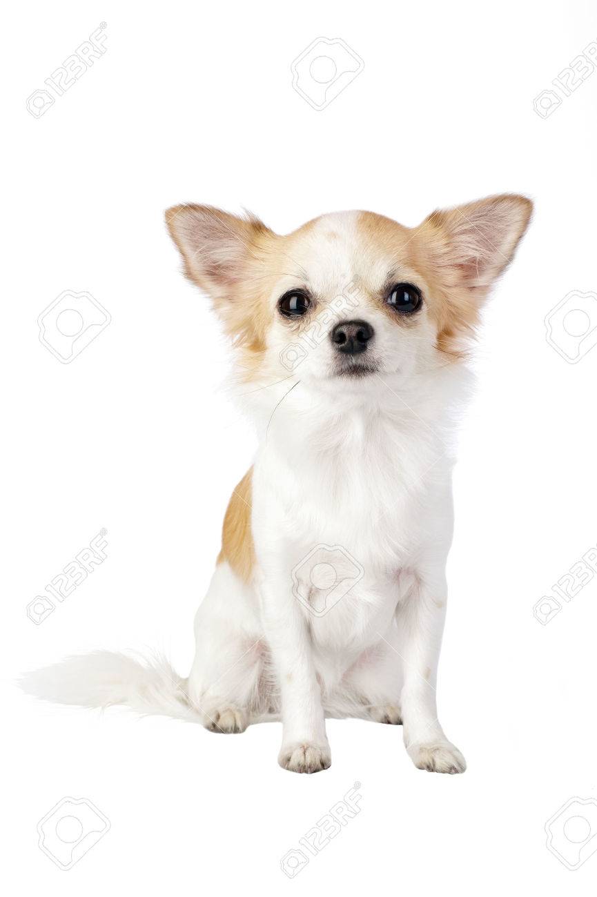 pretty chihuahua