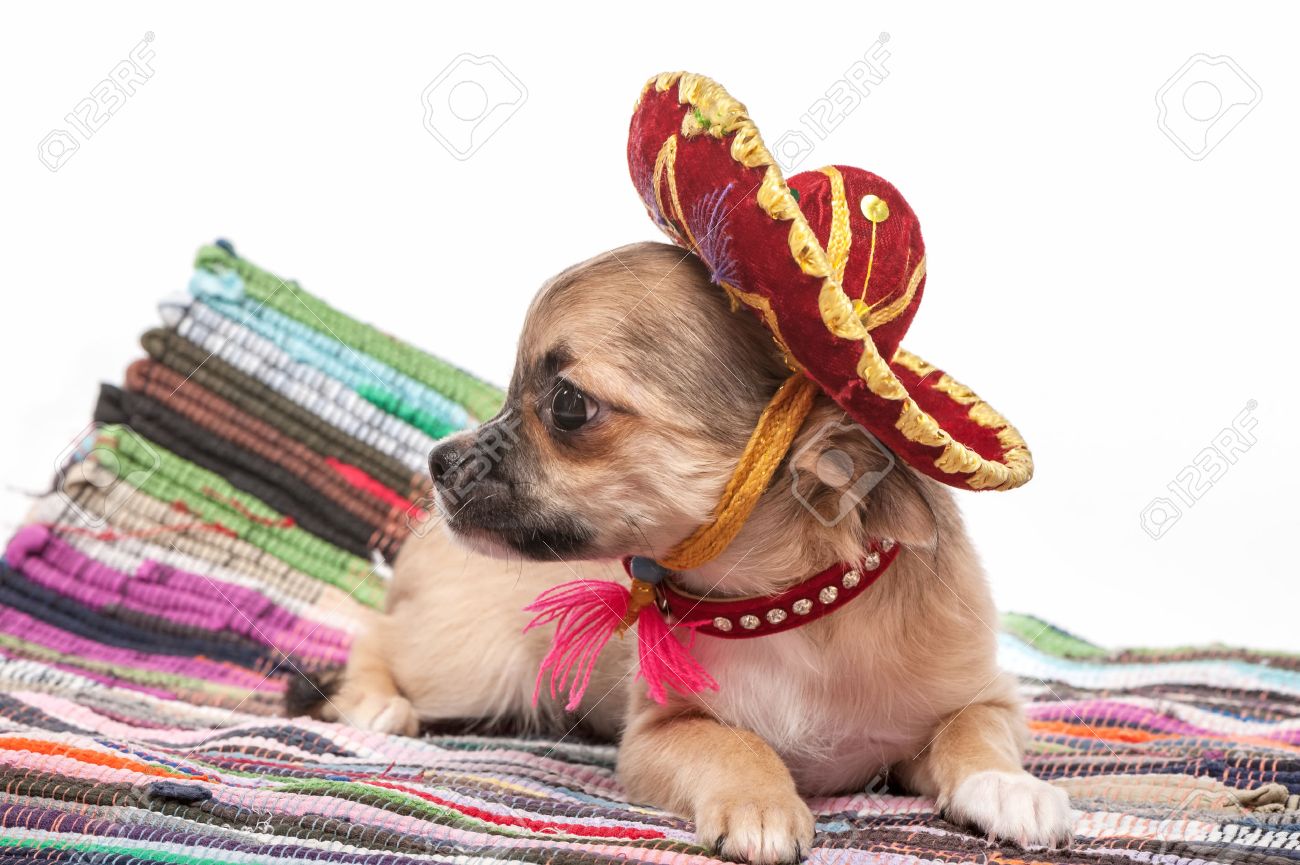 mexican puppy