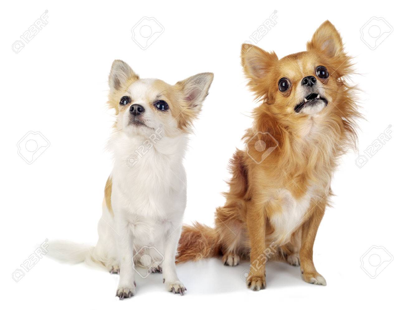 Two Chihuahua Dogs Sitting On White Background And Looking Up With Interest Stock Photo Picture And Royalty Free Image Image