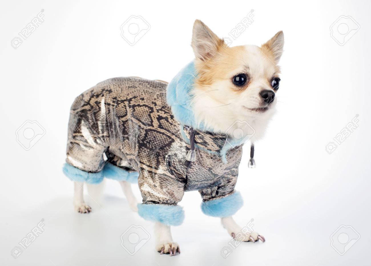 chihuahua coat patterns