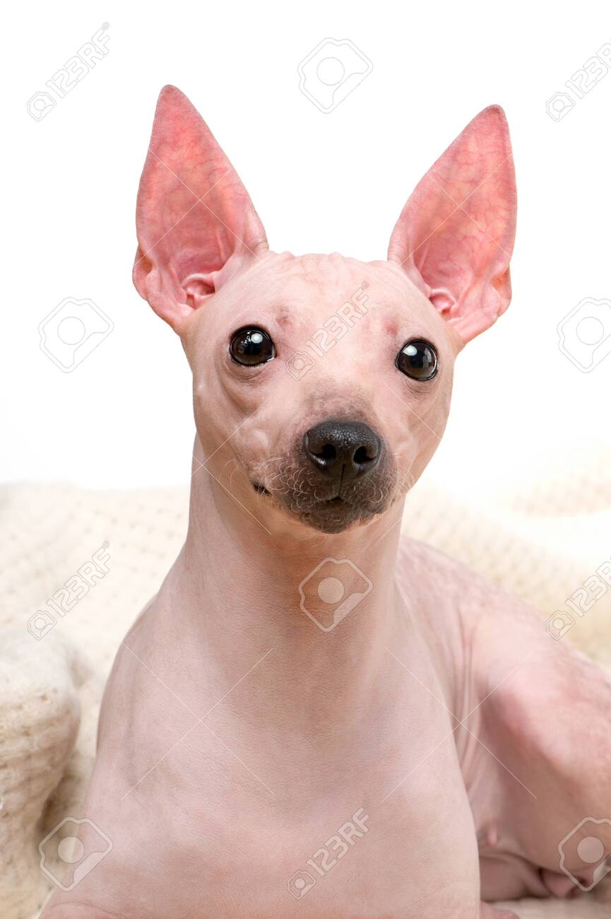 Pink Hairless Dogs American Hairless Terrier 2025