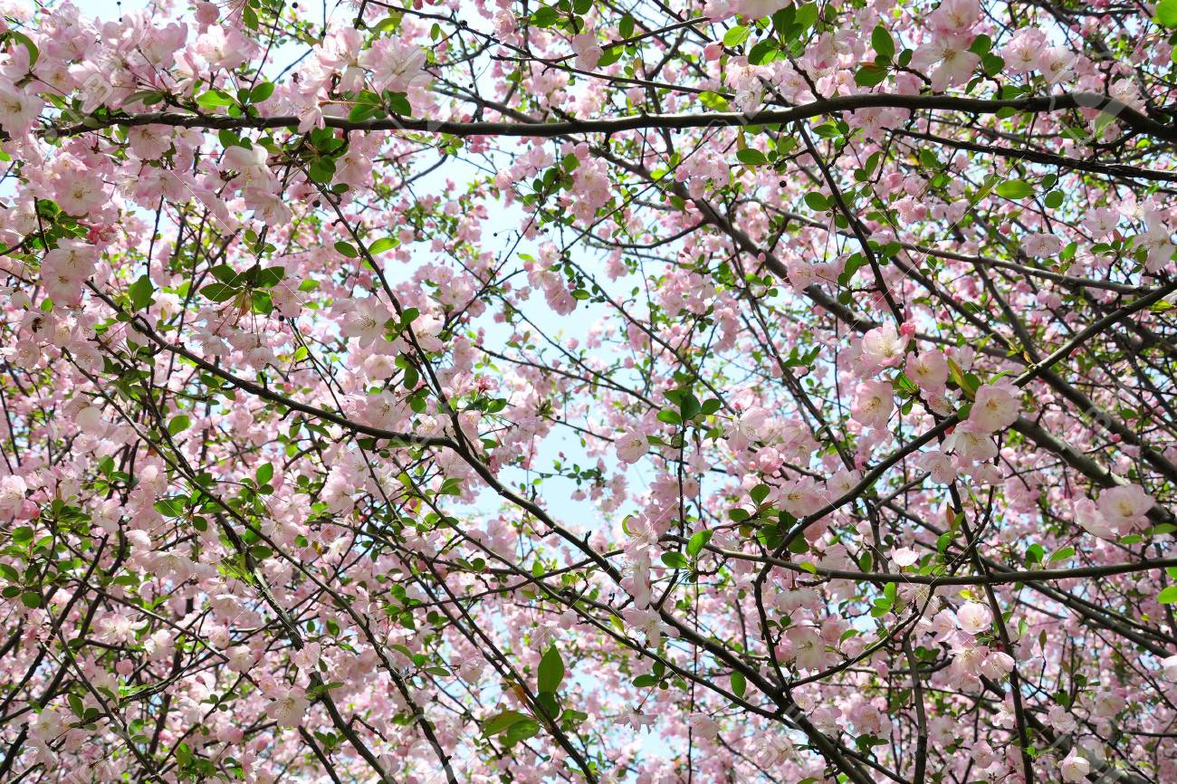 春に咲く桜の花 晴れた日にピンクの花の桜 自然 美しさ 環境 桜咲く季節のコンセプト リニューアル 再生 新しい人生の目覚め の写真素材 画像素材 Image 春に咲く桜の花 晴れた日にピンクの花の桜 自然 美しさ 環境 桜咲く季節のコンセプト リニューアル 再生 新しい人生の目覚め の写真素材 画像素材 Image
