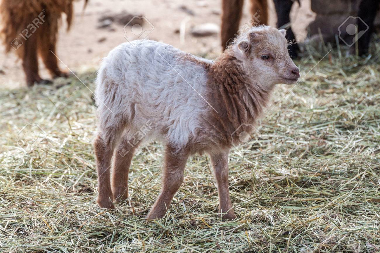 Cute Baby Lamb In A Barn Stock Photo Picture And Royalty Free Image