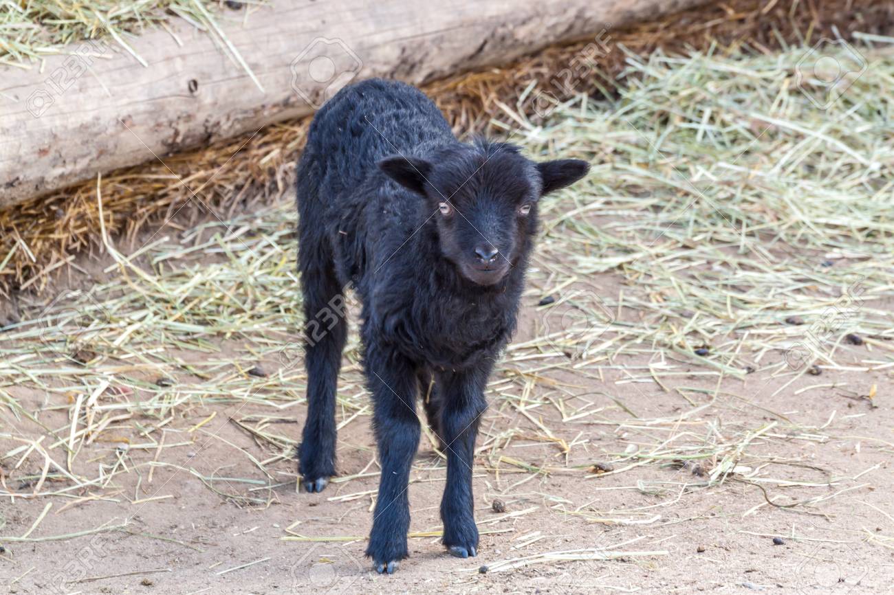 Mignon Bebe Noir D Agneau Dans Une Grange Banque D Images Et Photos Libres De Droits Image