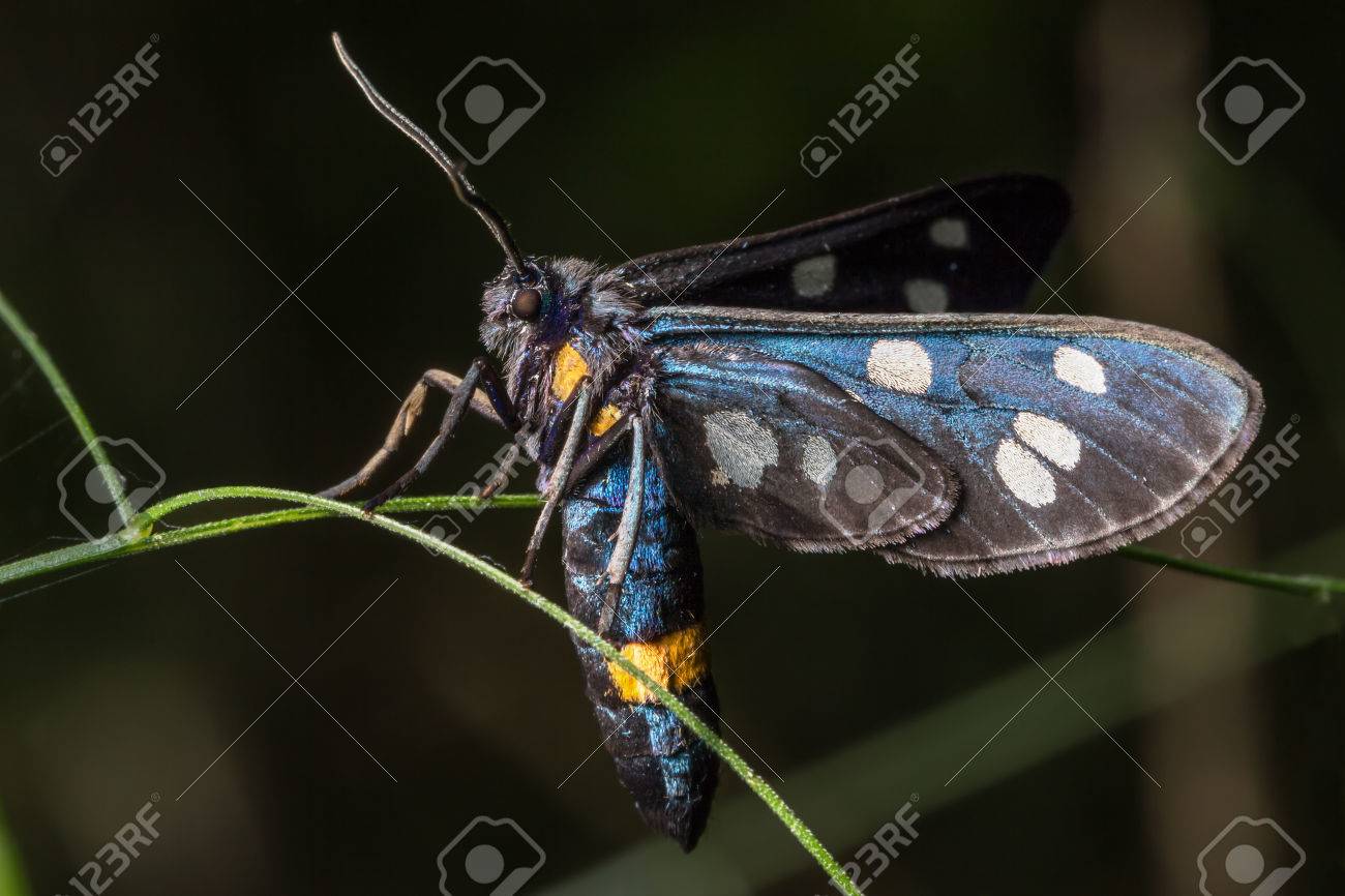 黒の蝶 腹部に黄色の縞と 翼に白い斑点 の写真素材 画像素材 Image