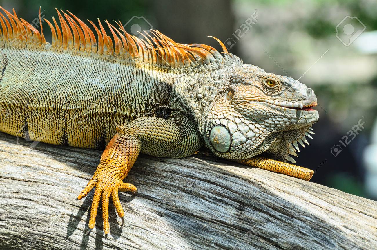 giant iguana