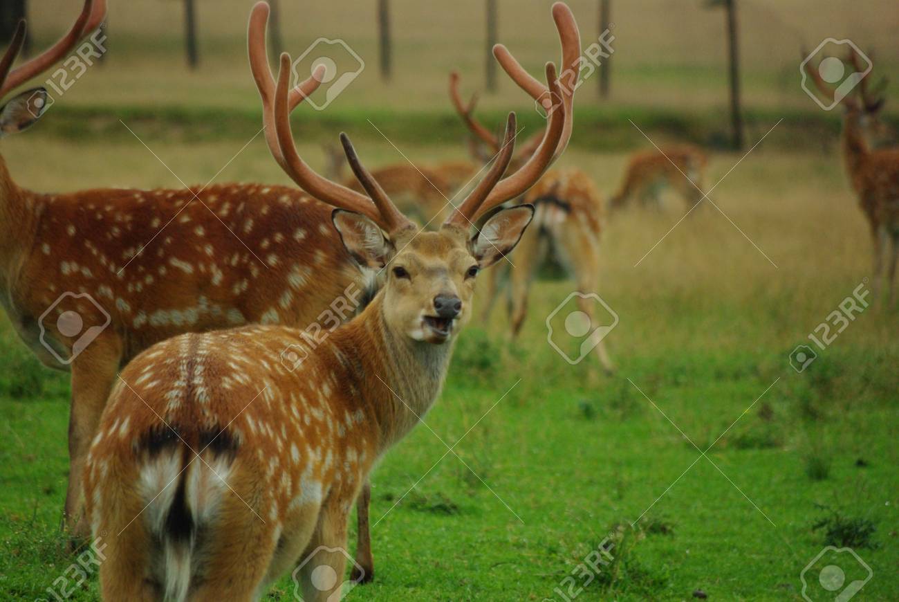 etiam-dictum-ipsum-a-felis