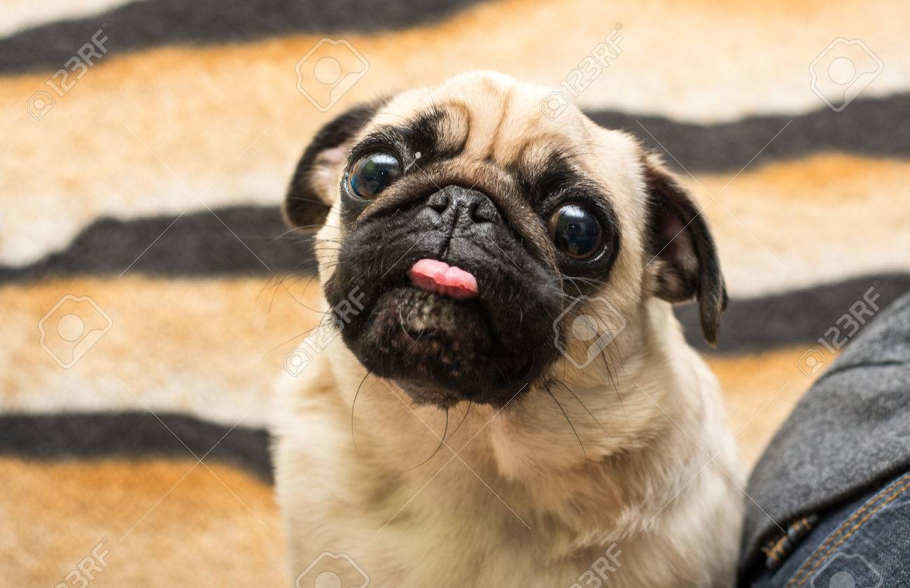 best puppy training guide