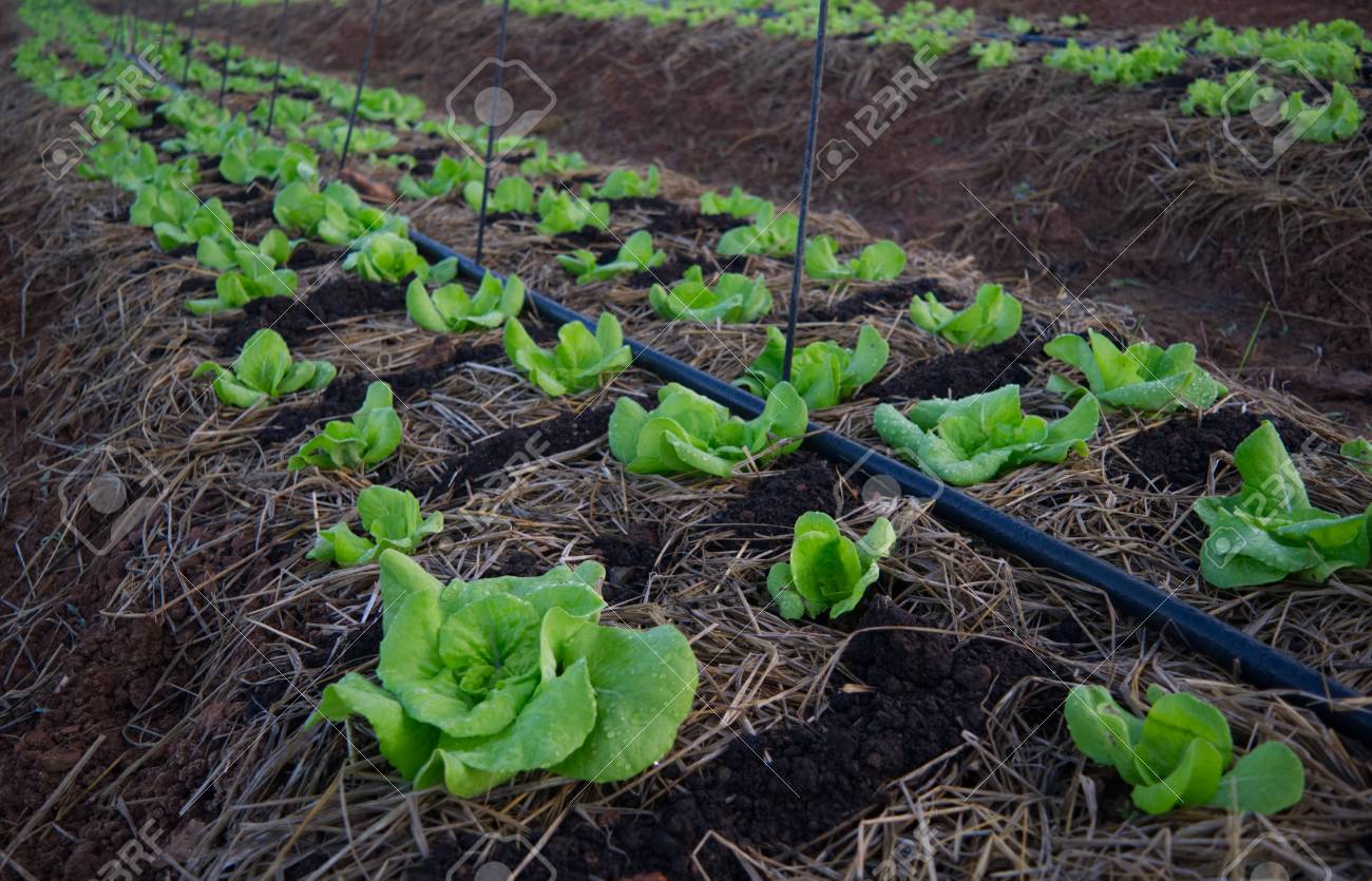 有機野菜は 害虫駆除のための化学物質を使用せず栽培しています の写真素材 画像素材 Image