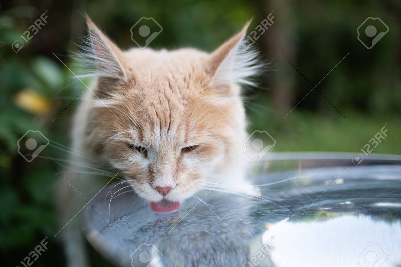 Young Cream Tabby Ginger White Maine Coon Cat Drinking Water Stock Photo Picture And Royalty Free Image Image 149390118