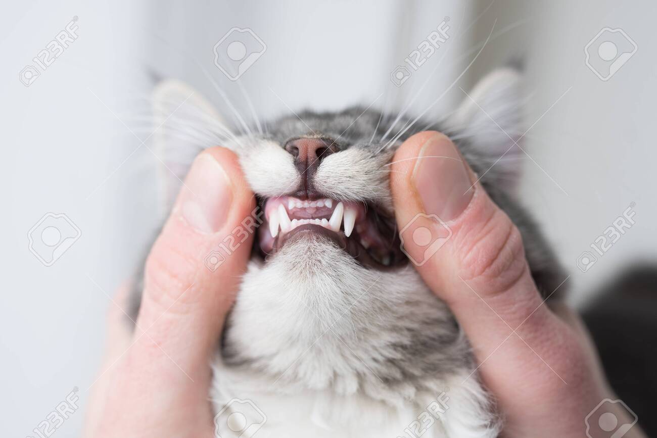 kitten milk teeth