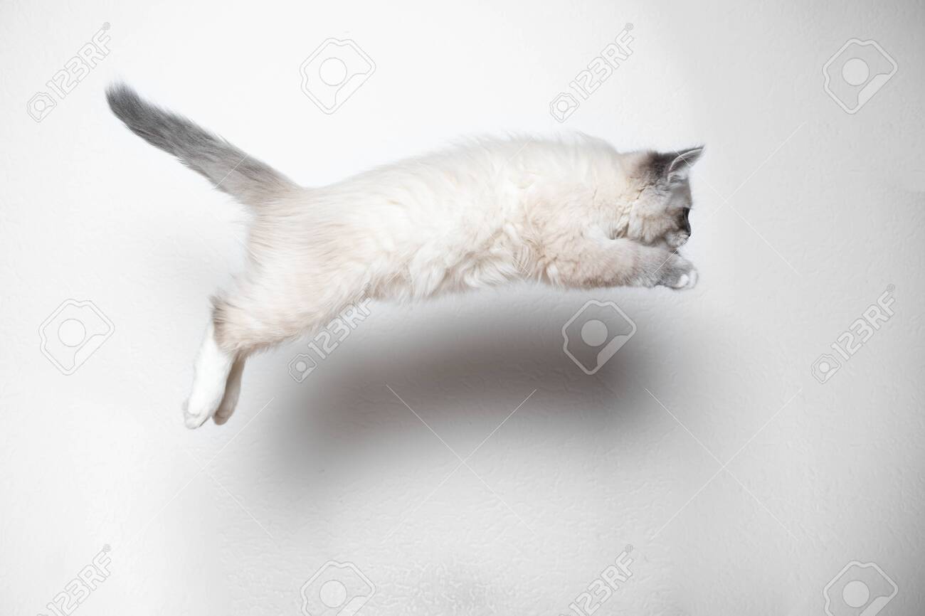 tabby point ragdoll