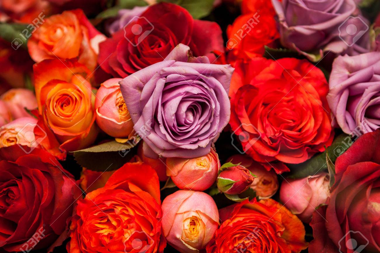 Bouquets De Roses Fraîches Colorées En Rouge Orange Et Lilas Pour Vendre à Un Marchand De Fleurs Pépinière Ou Un Magasin Dans Un Fond Romantique