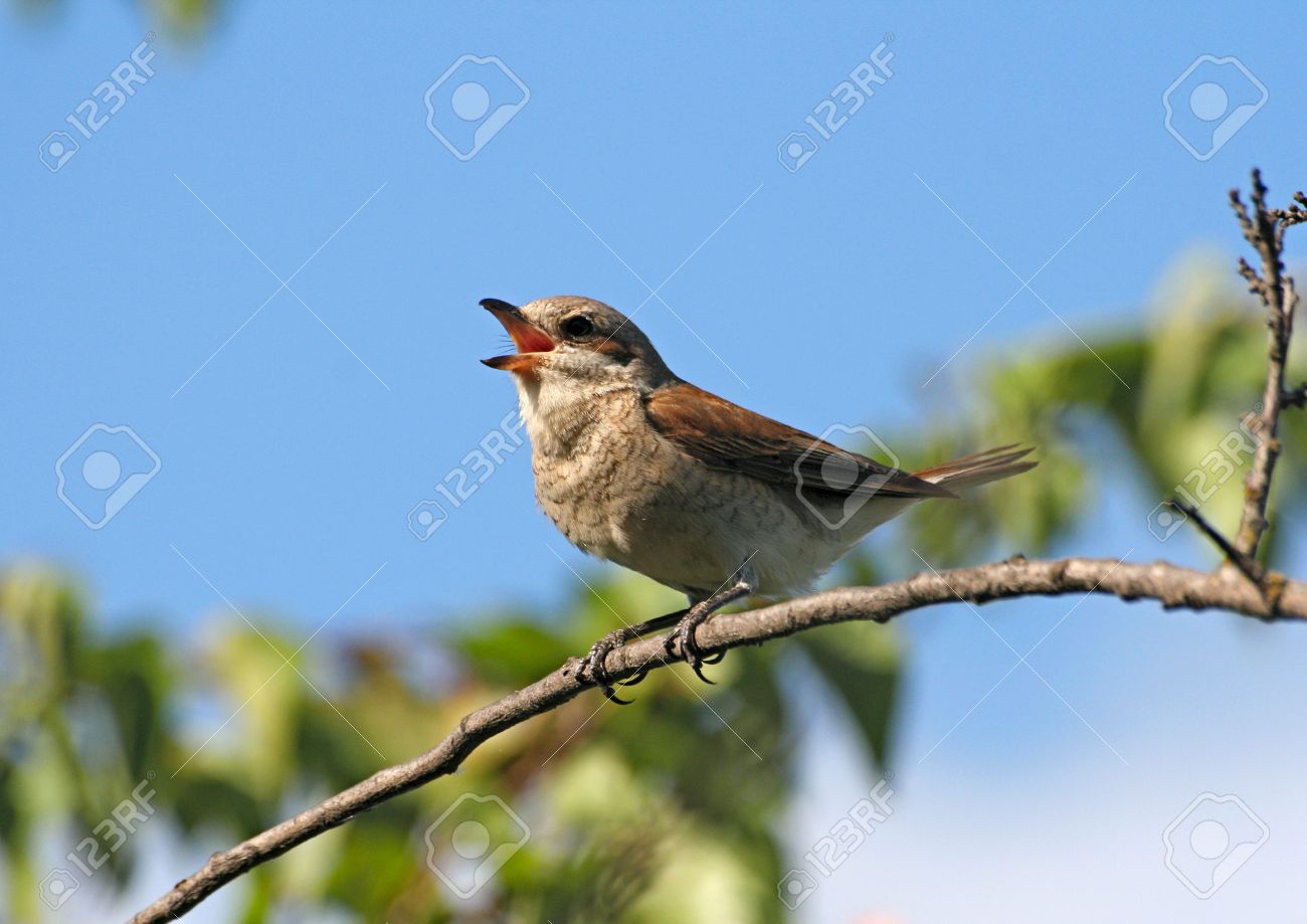 Chant Des Oiseaux Pie Grièche écorcheur Lanius Collurio Femmes Assis Sur Une Branche