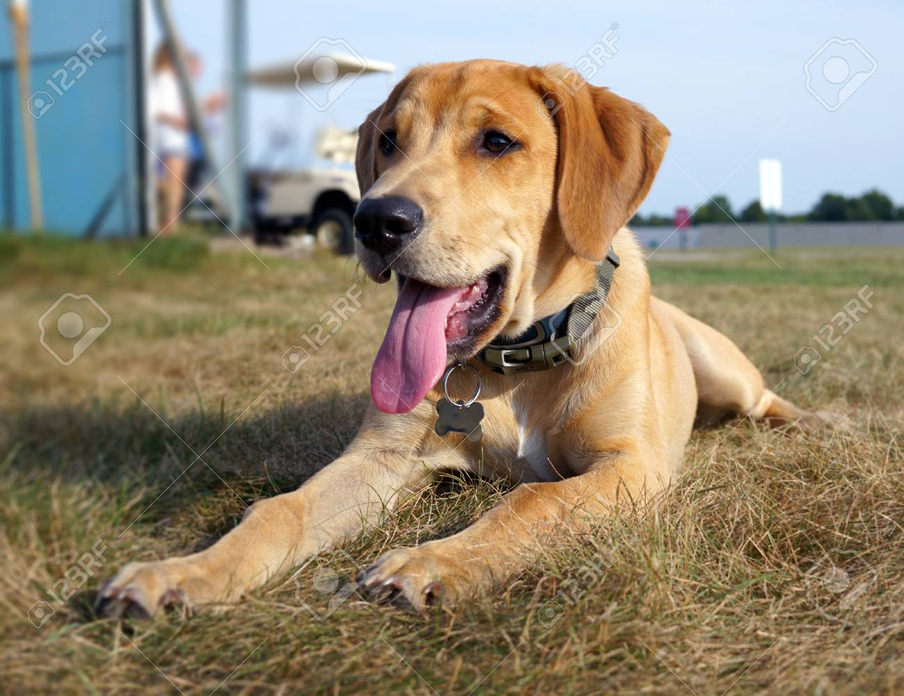 yellow cur dog