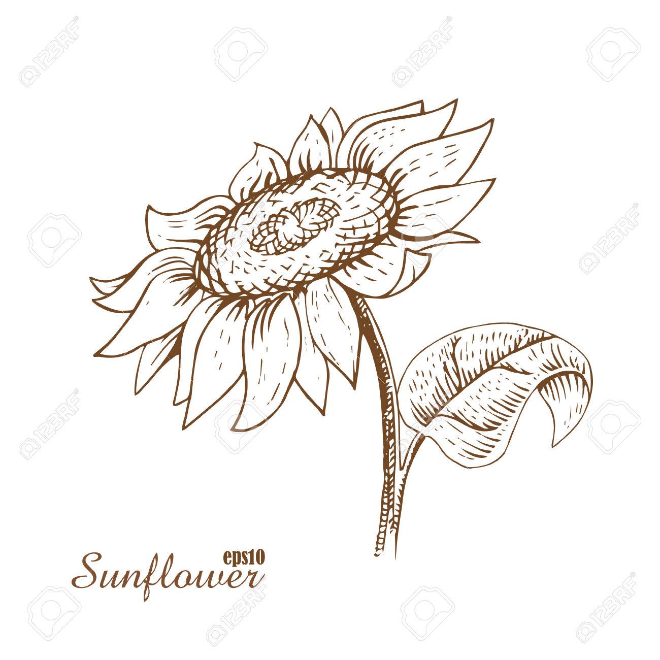 ひまわり。 手描きスケッチ木版画のスタイルで。ハッチングの