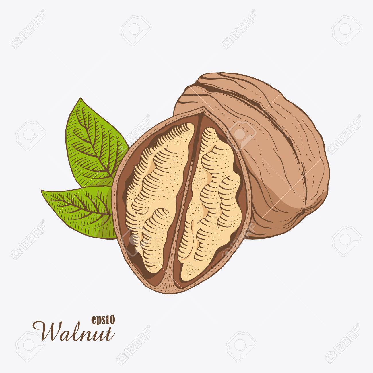 クルミ 木版画のスタイル 手描きのスケッチ 色ベクトル イラスト のイラスト素材 ベクタ Image