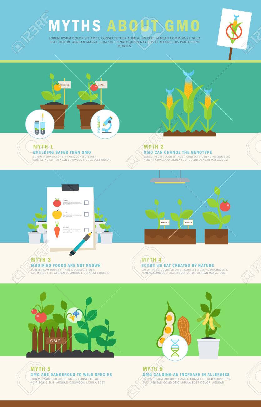 遺伝子組み換え作物についてのインフォ グラフィック 神話 カラフルなベクトルの概念イラストと簡単なデータ 農業または科学的なパンフレット その他の材料に最適です のイラスト素材 ベクタ Image